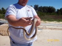 coachwhip III.jpg