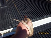 coachwhip IV.jpg