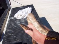 coachwhip V.jpg
