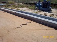 coachwhip VI.jpg