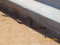 coachwhip VII.jpg