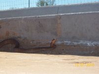 coachwhip VIII.jpg