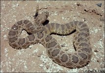 crotalvirid.jpg