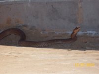 coachwhip IX.jpg