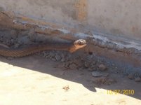 coachwhip X.jpg