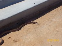 coachwhip XI.jpg