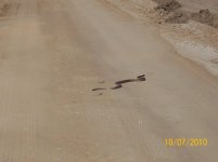 coachwhip XII.jpg