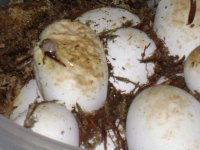 hypopip.JPG