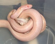 Mangy Coilscr.jpg