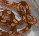 morph_guide_butter_motley_het_stripe_closeup_large.jpg