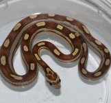 morph_guide_caramel_motley_het_stripe_dots_large.jpg