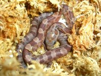 Boot Key Hatchling 001cr.jpg