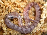 Boot Key Hatchling 003cr.jpg