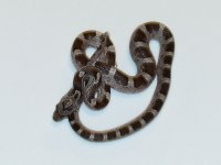 granitephstripe-male1.jpg
