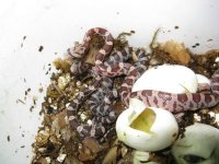 Canon Clutch1 240109 001.jpg