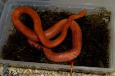 blaze apr09_0288_1.jpg