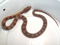 Boot Key Hatchling 005cr.jpg