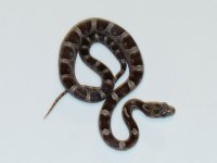 granitephstripe-male2.jpg