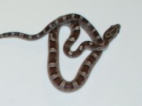 granitephstripe-male3.jpg
