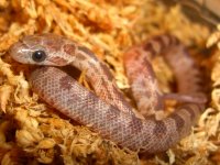 Boot Key Hatchling 004cr.jpg