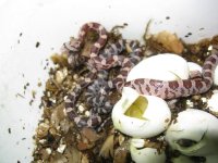 Canon Clutch1 240109 002.jpg