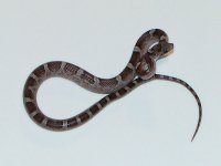 granitephstripe-male4.jpg