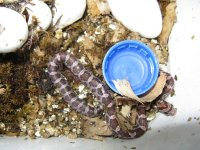 Canon Clutch1 240109 003.jpg