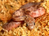Boot Key Hatchling 002cr.jpg