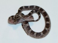 granitephstripe-female1.jpg