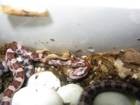 Canon Clutch1 240109 004.jpg