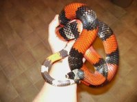 Tricolor female.JPG