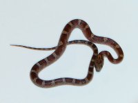 diffusionhaneryphstripemal.jpg