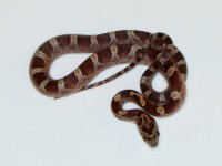 diffusionphanerystripe-f1.jpg