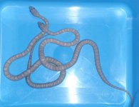 Hypo Charcoal Cinder Vs Hypo Cinder 1.jpg