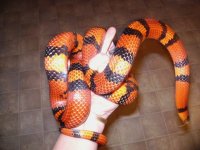 Tangerine male.JPG