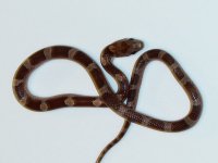 diffusionphanerystripe-f2.jpg