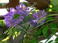 April 2009 005.jpg