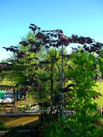 April 2009 006.jpg