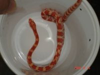 candyincup.jpg