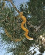 10-2010 snakes 292i.jpg