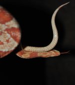 10-2010 snakes 189i.jpg
