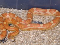My Cornsnakes 002.jpg