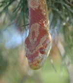 10-2010 snakes 219i.jpg