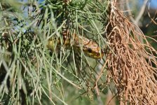 10-2010 snakes 061i.jpg