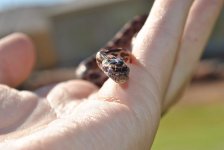 10-2010 snakes 080i.jpg