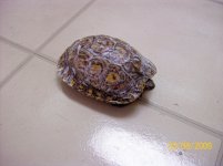 Wood Turtle (1).jpg