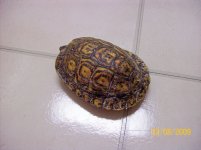 Wood Turtle (2).jpg