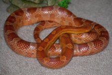 HypoCornM06.jpg