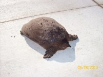 ECsoftshell big.jpg