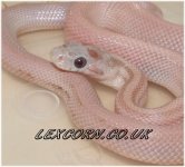 LavenderStripe_09296mBest_3mLgo.JPG